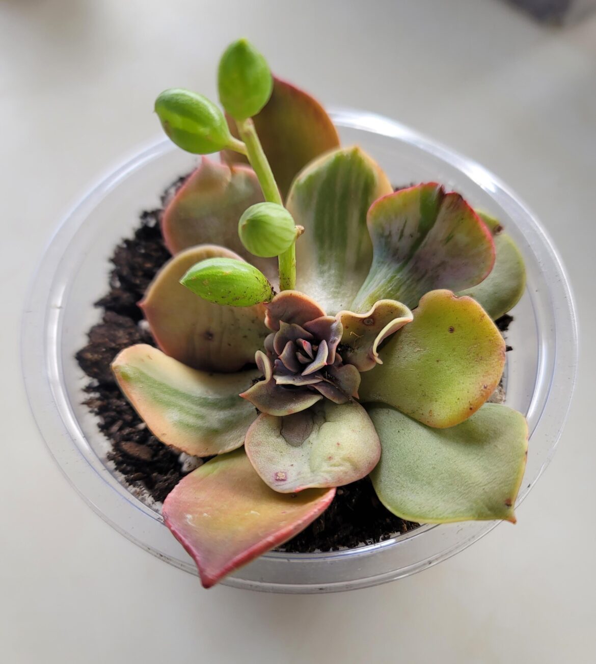 Echeveria Sike blooming or new growth?