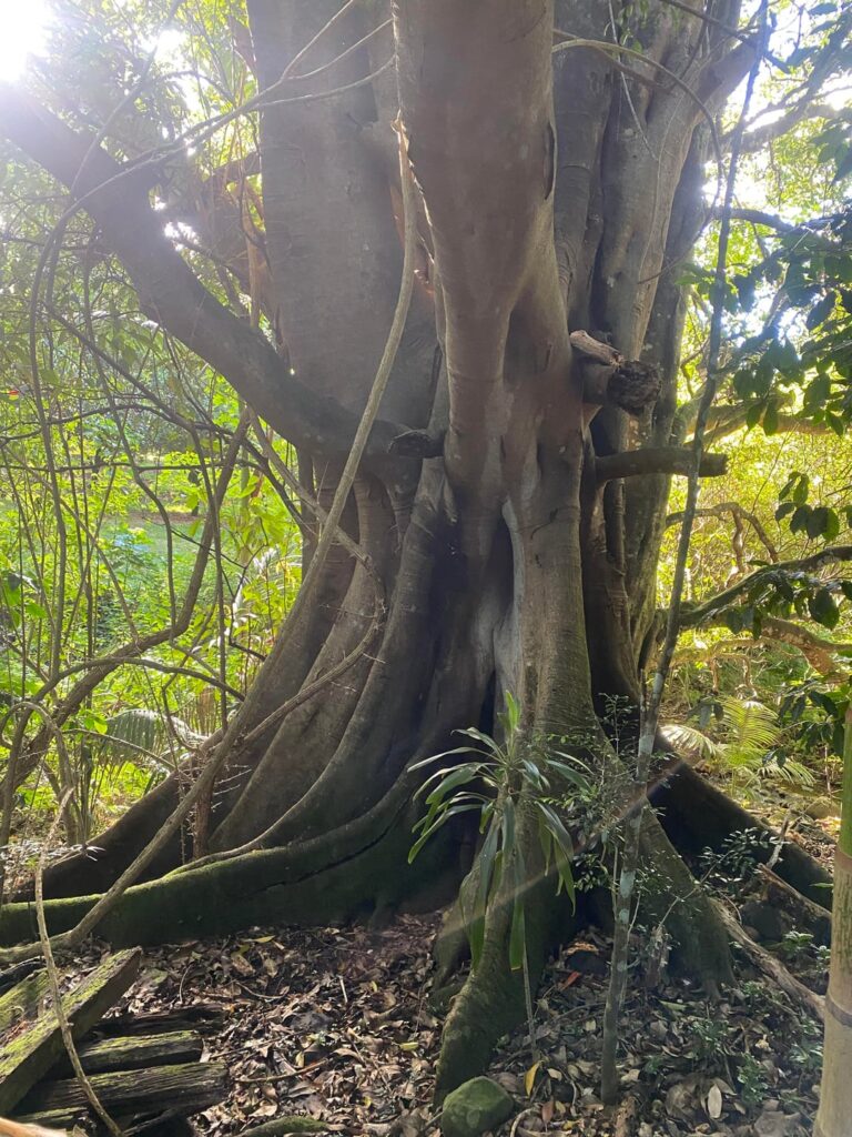 Huge tree (pics dont do it justice)