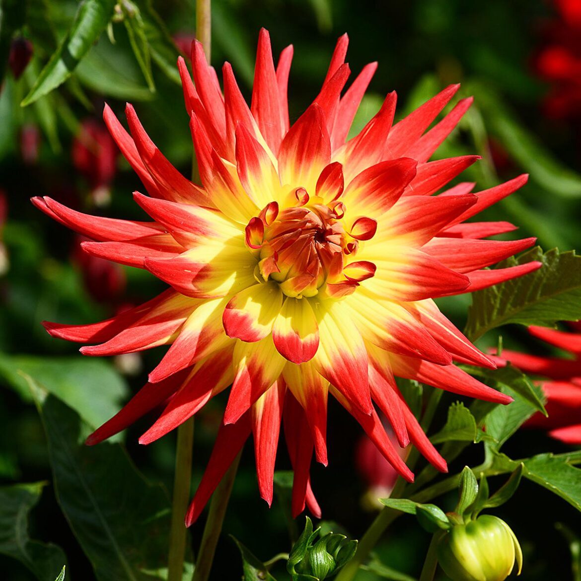 Dahlia Porn