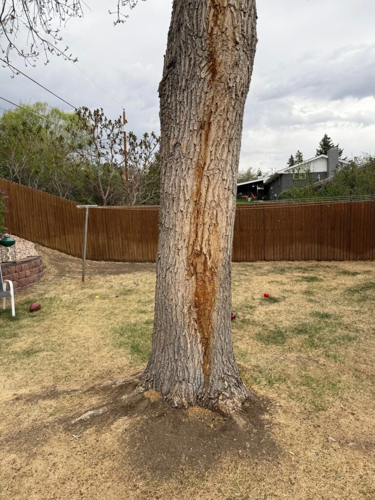 Is there anything wrong with my tree?