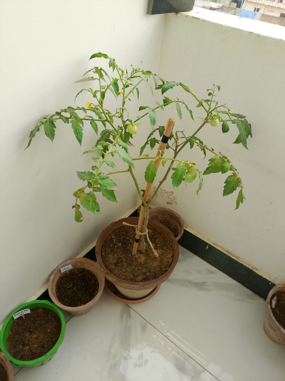 Cherry tomato plant: