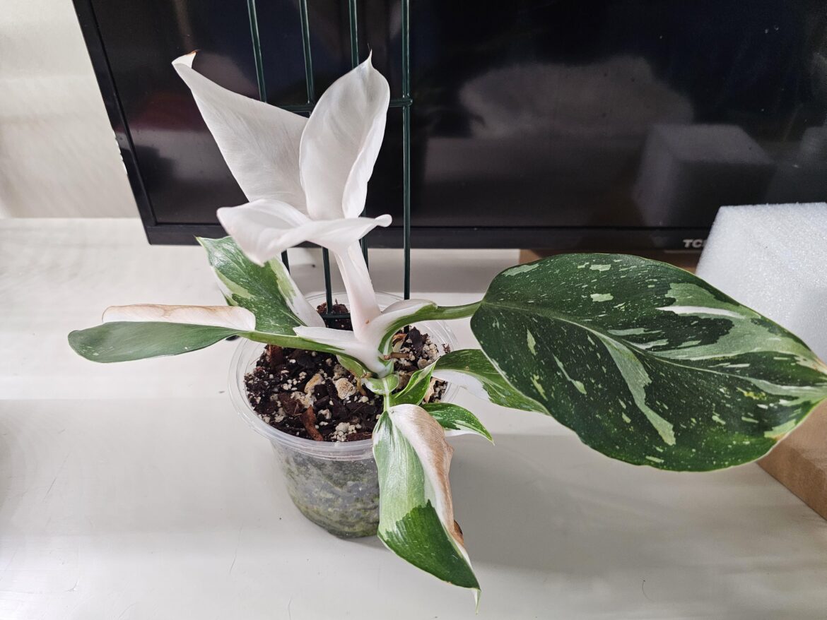 How to encourage green growth? How to encourage green growth?