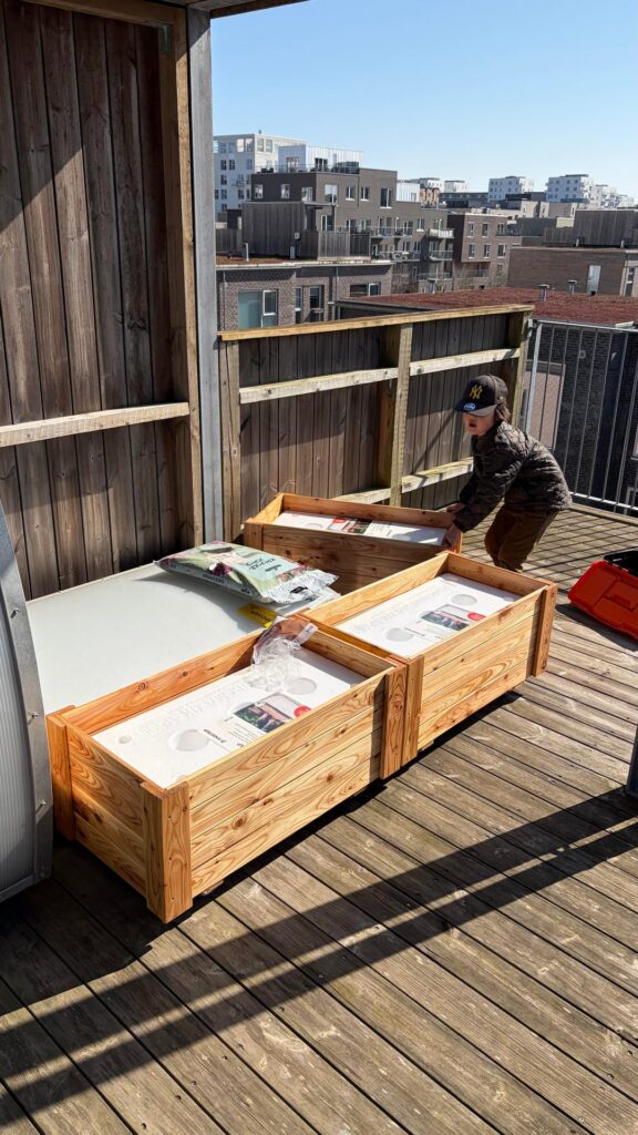 I set up a small rooftop garden with some help from my son