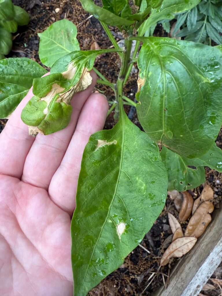 Cucumber and pepper plants have brown spots Cucumber and pepper plants have brown spots