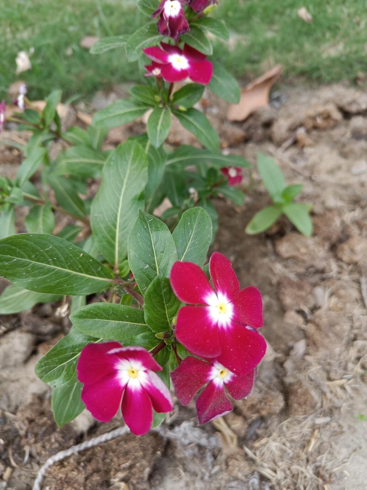 Catharanthus roseus