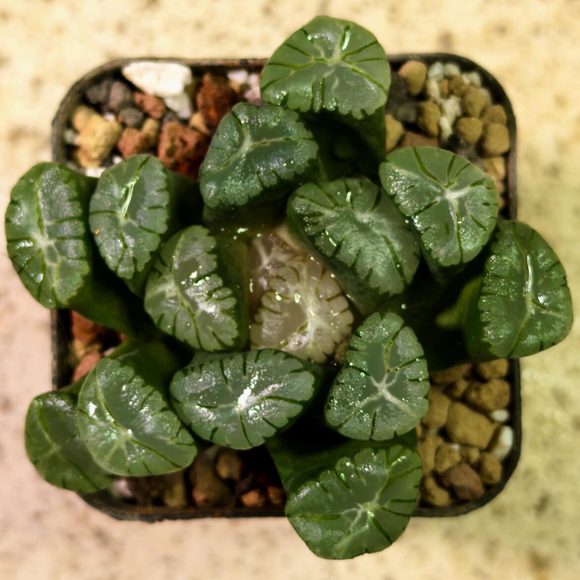 H. maughanii