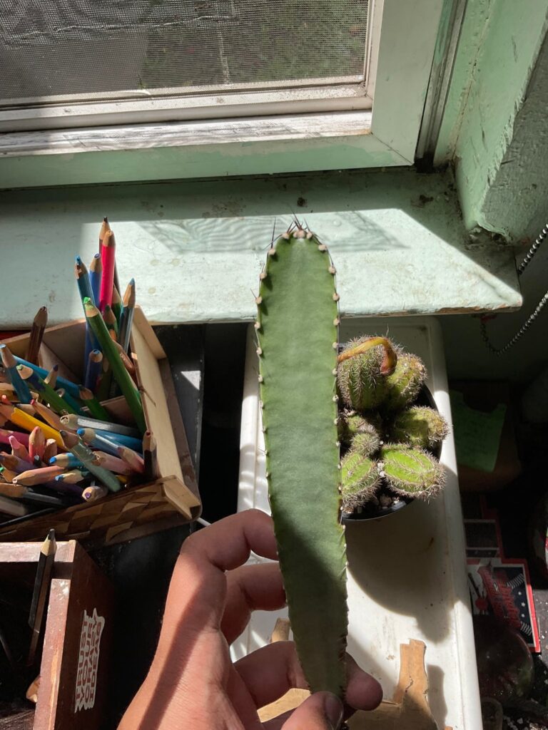 Caudex cactus — Pterocereus gaumeri