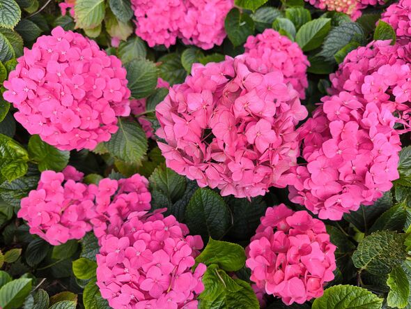 The close-up of fresh pink hydrangea with green leaves The close-up of fresh pink hydrangea with green leaves