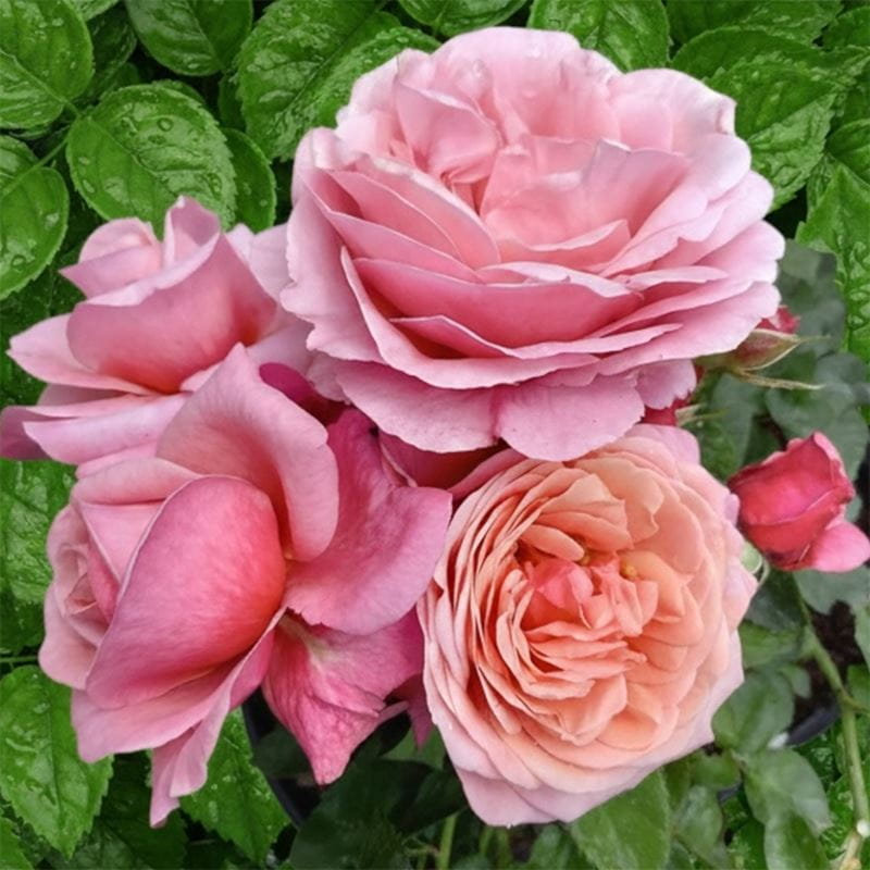 The Saga Rose