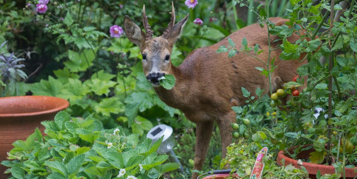 6 Easy Ways to Stop Deer From Destroying Your Garden, According to Experts 6 Easy Ways to Stop Deer From Destroying Your Garden, According to Experts