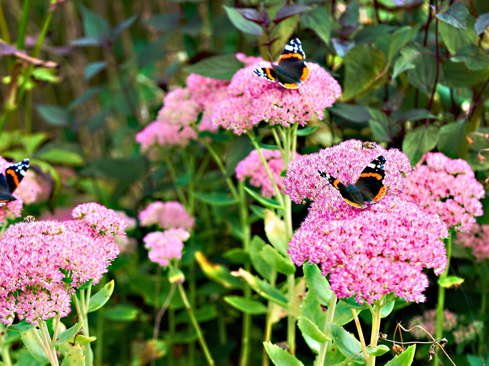 best perennials sedum best perennials sedum