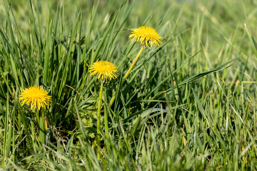 Three yellow dandelion blossoms in a meadow three yellow dandelion blossoms in a meadow