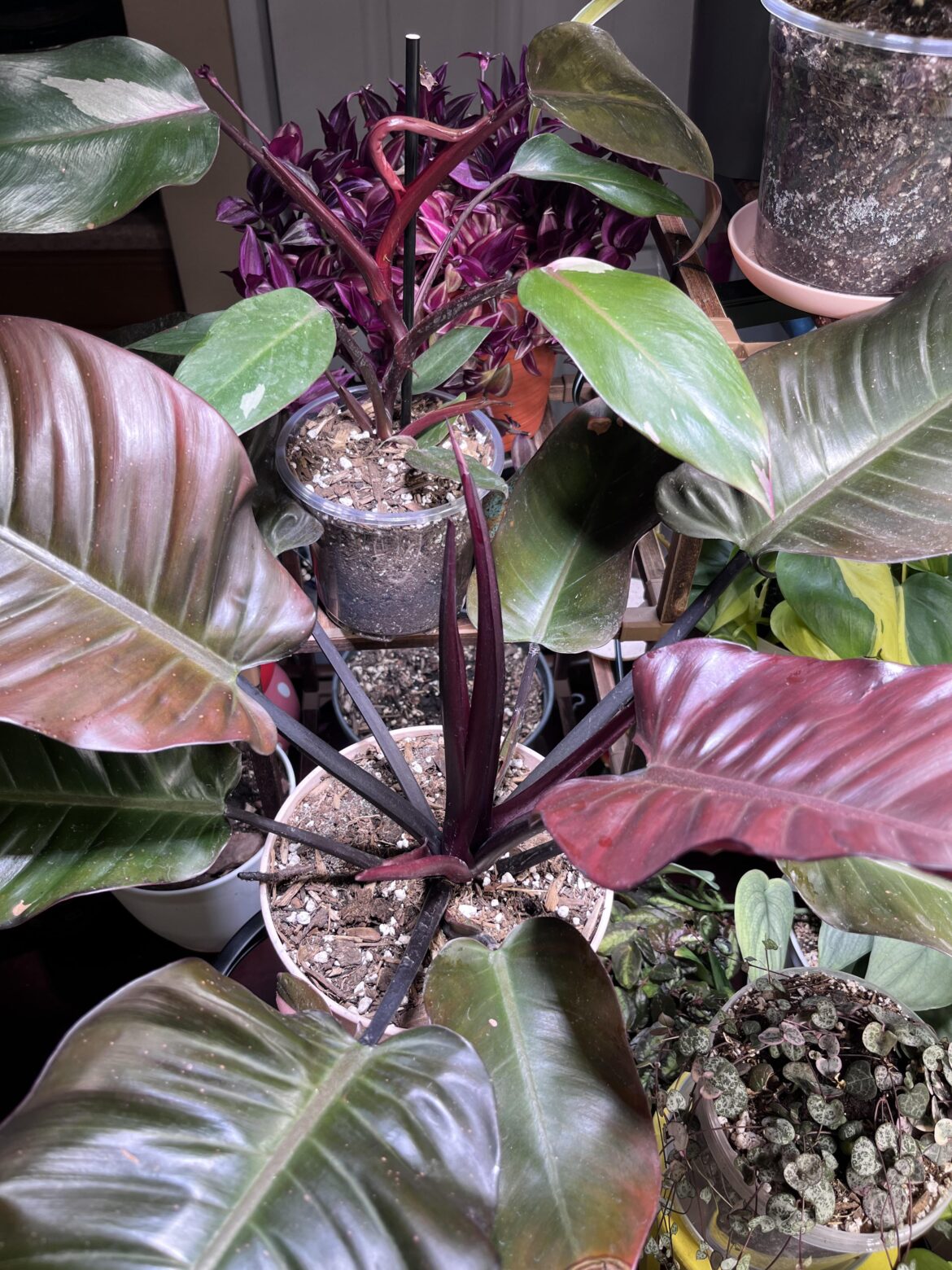 My Black Cardinal developed a bifurcated apical meristem!