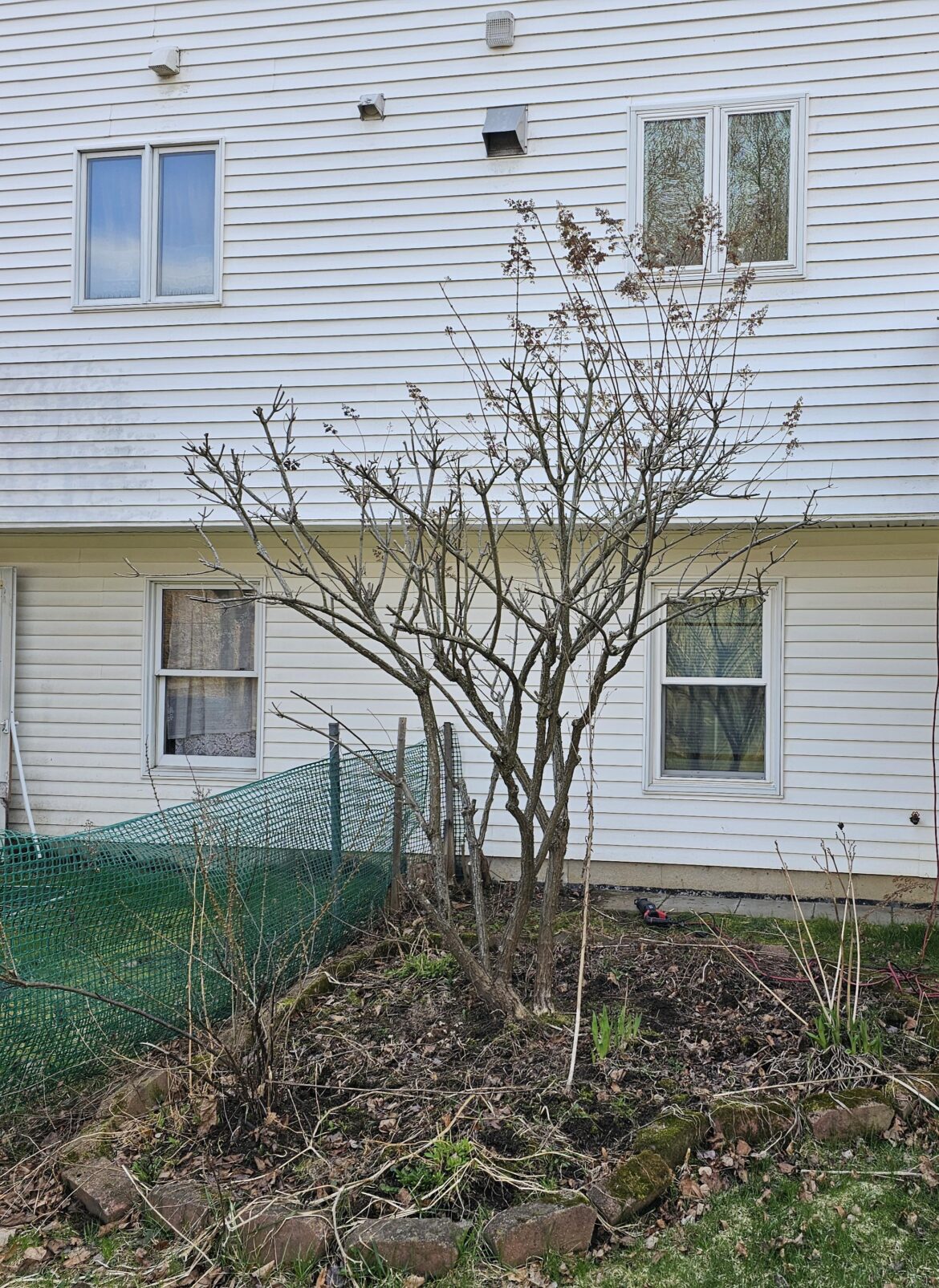 How far back should I cut my bush?