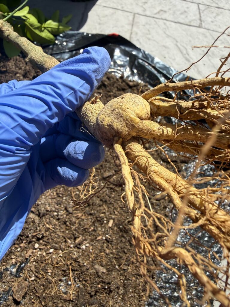 Root flare swelling
