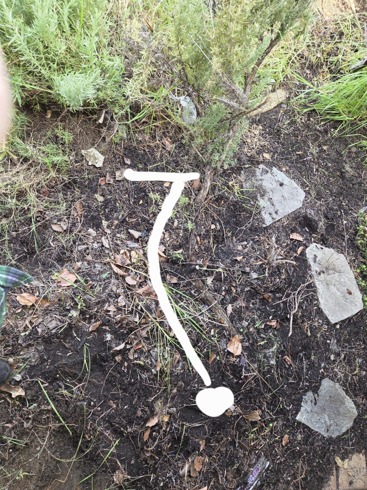 Have I killed my lavender?