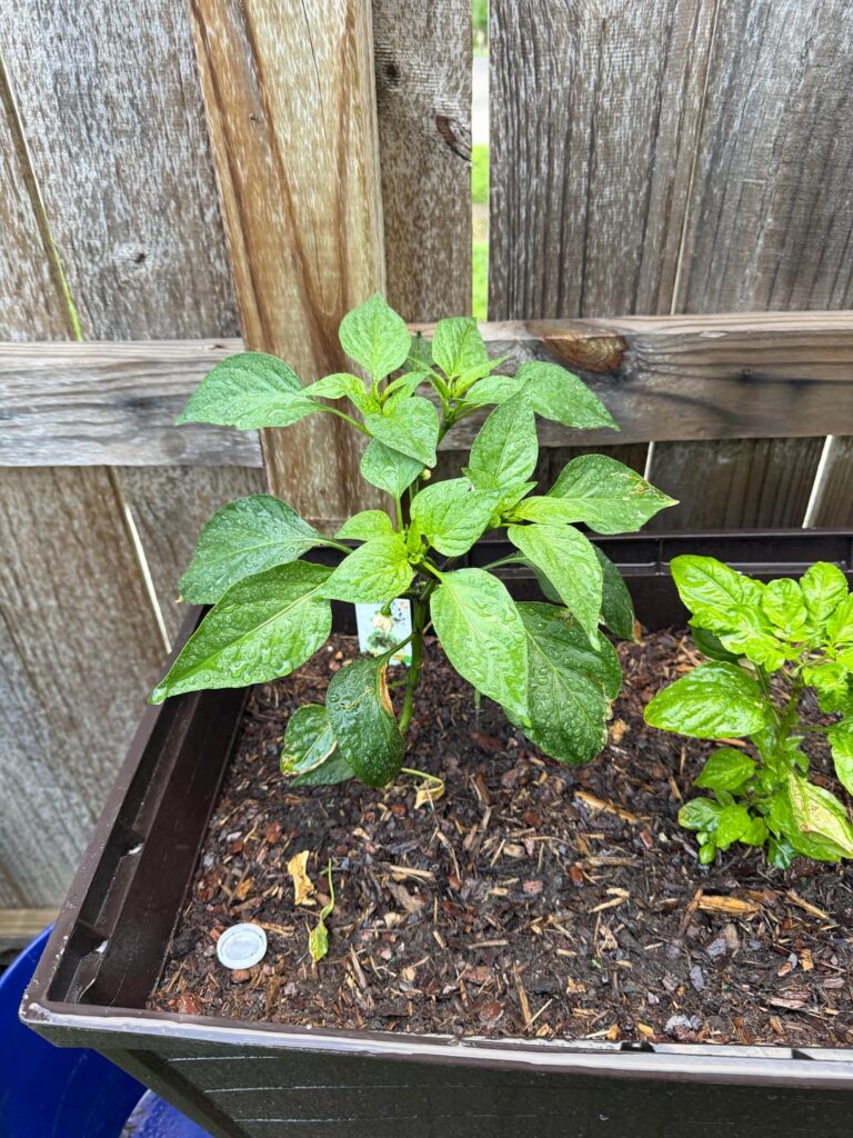 Garden this year