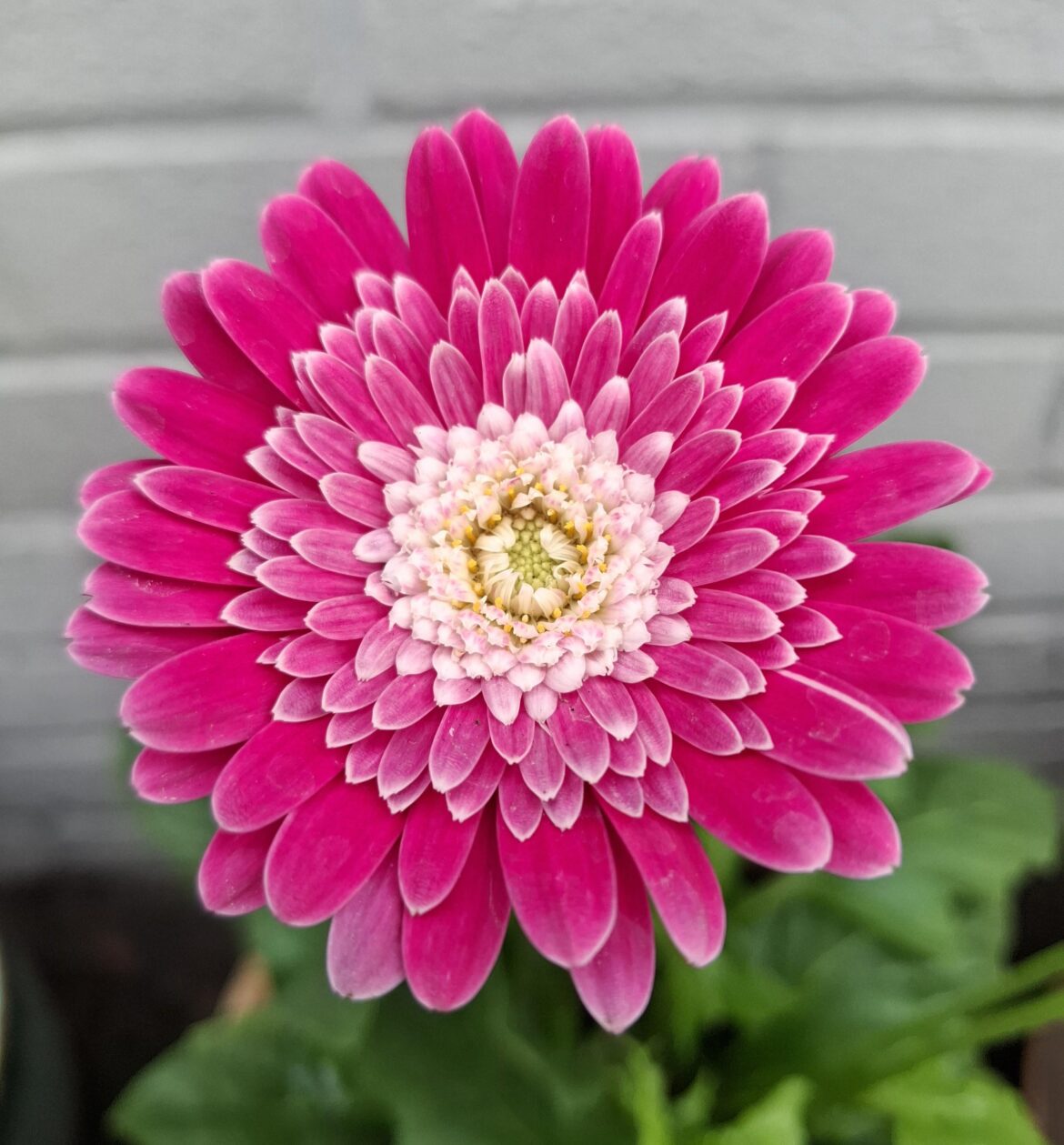 Gerbera Garvinea [OC]