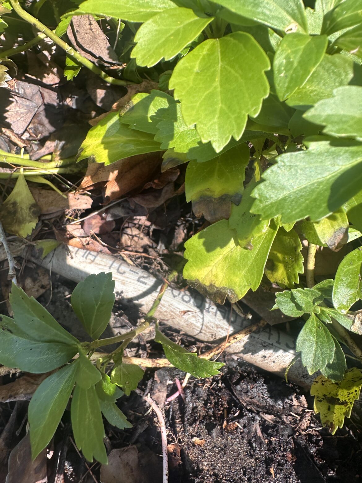 What’s this pipe?