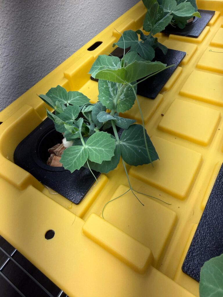 How are my Kratky peas doing? Some small white discoloration on the leaves.
