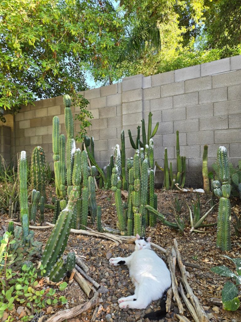 Happy 4/20🤙 Dale is celebrating by lounging in the trichocereus garden. Diotamaceous earth on the tips to deter sucker bugs, not booger sugar.