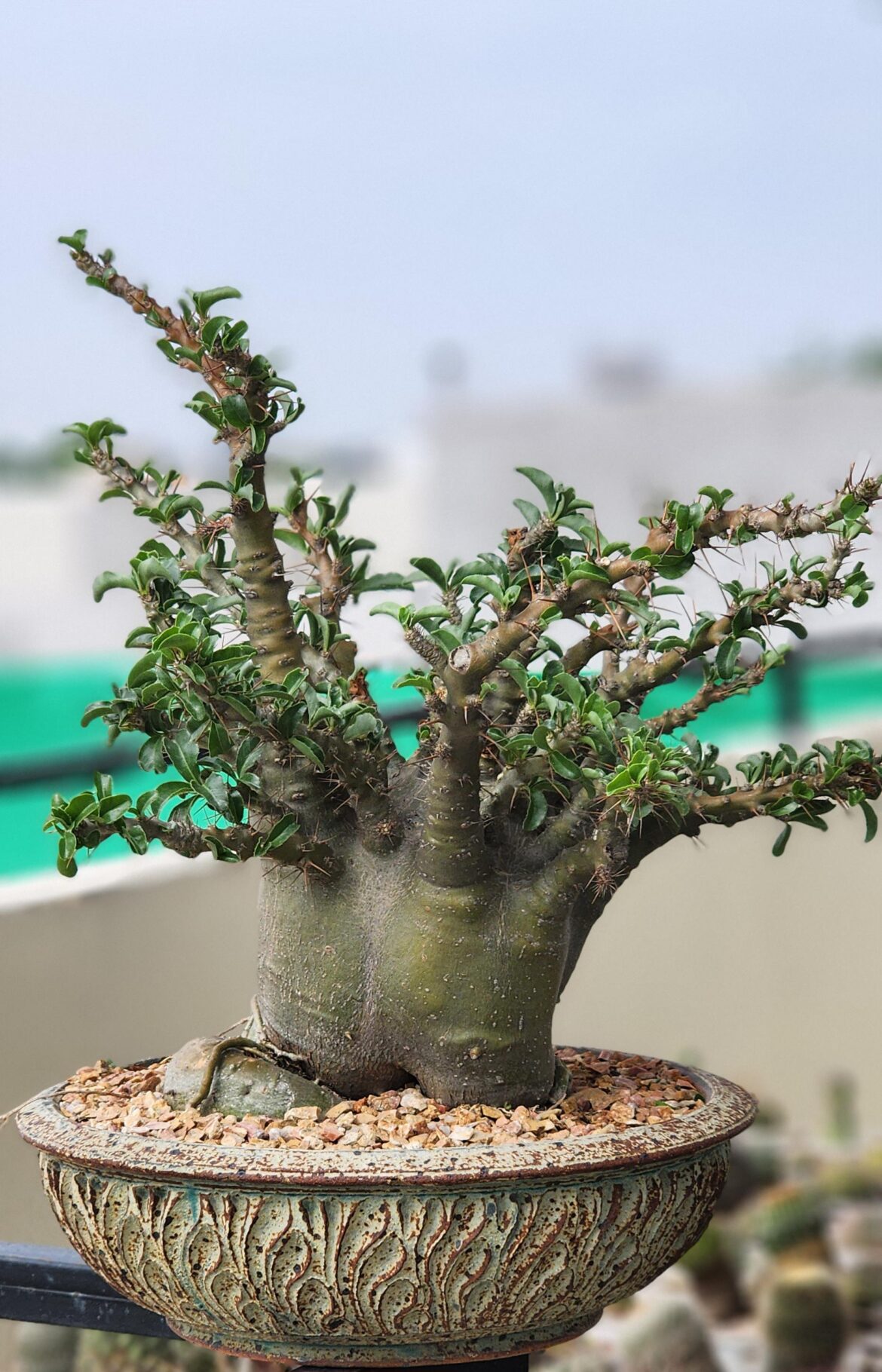 Pachypodium saundersii