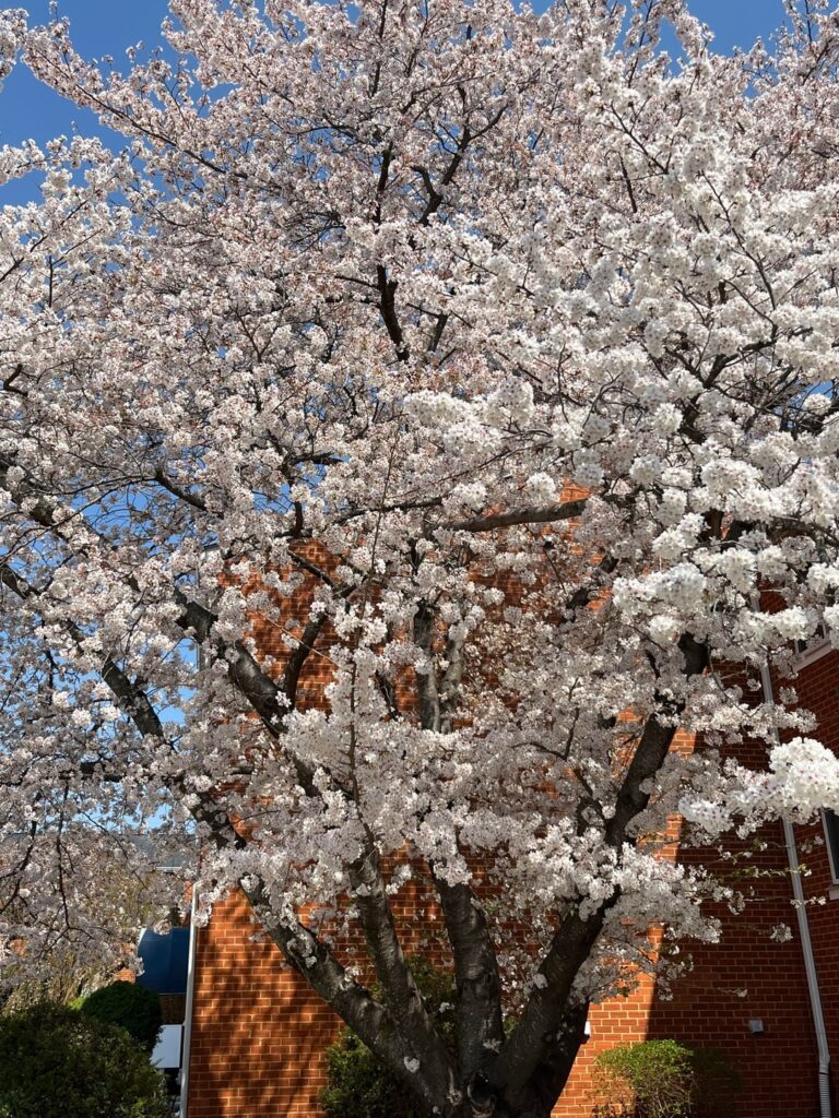 Does anyone know what kind of trees these are?