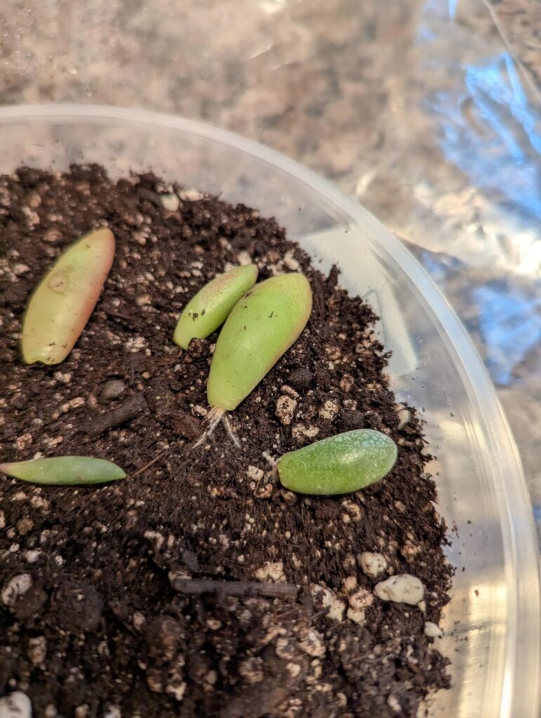 When can they lea(f)ve the propogation humidity Ziploc bag? When can they lea(f)ve the propogation humidity Ziploc bag?
