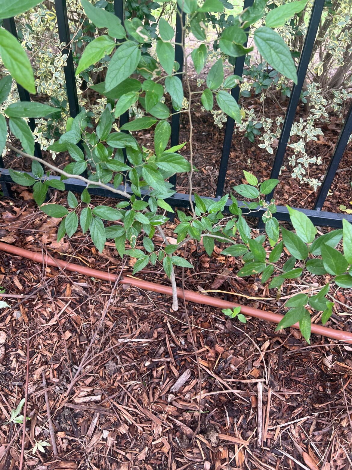 What is this plant.