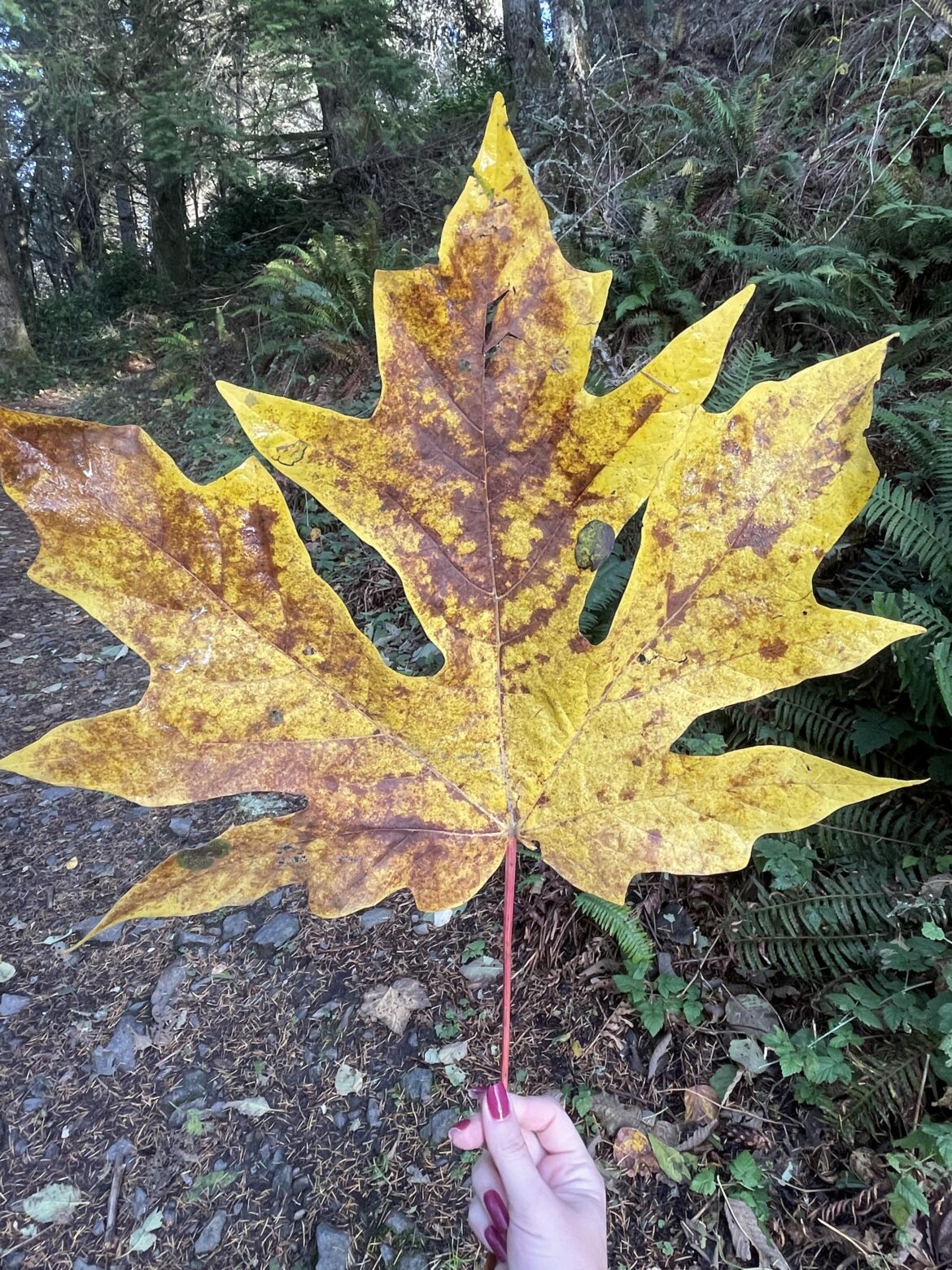 Bigleaf Maple 🍁 📍 Oyster Dome, WA