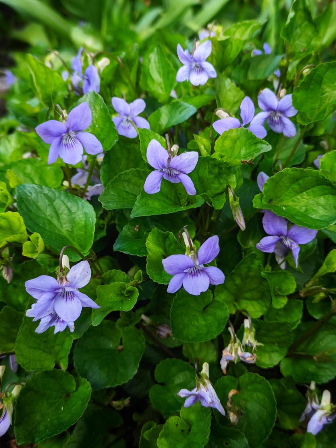 Wild Violets (Viola odorata)