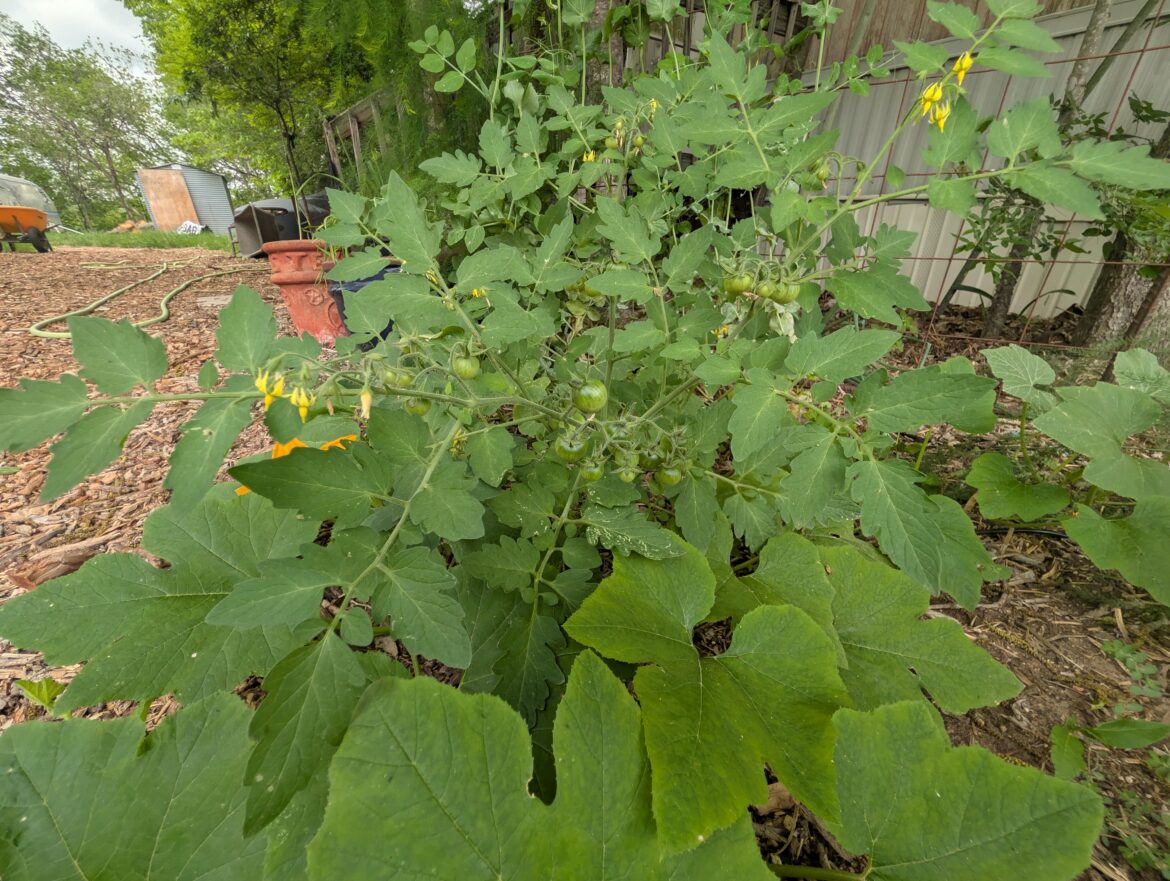 The tomato plants are loving this weather.