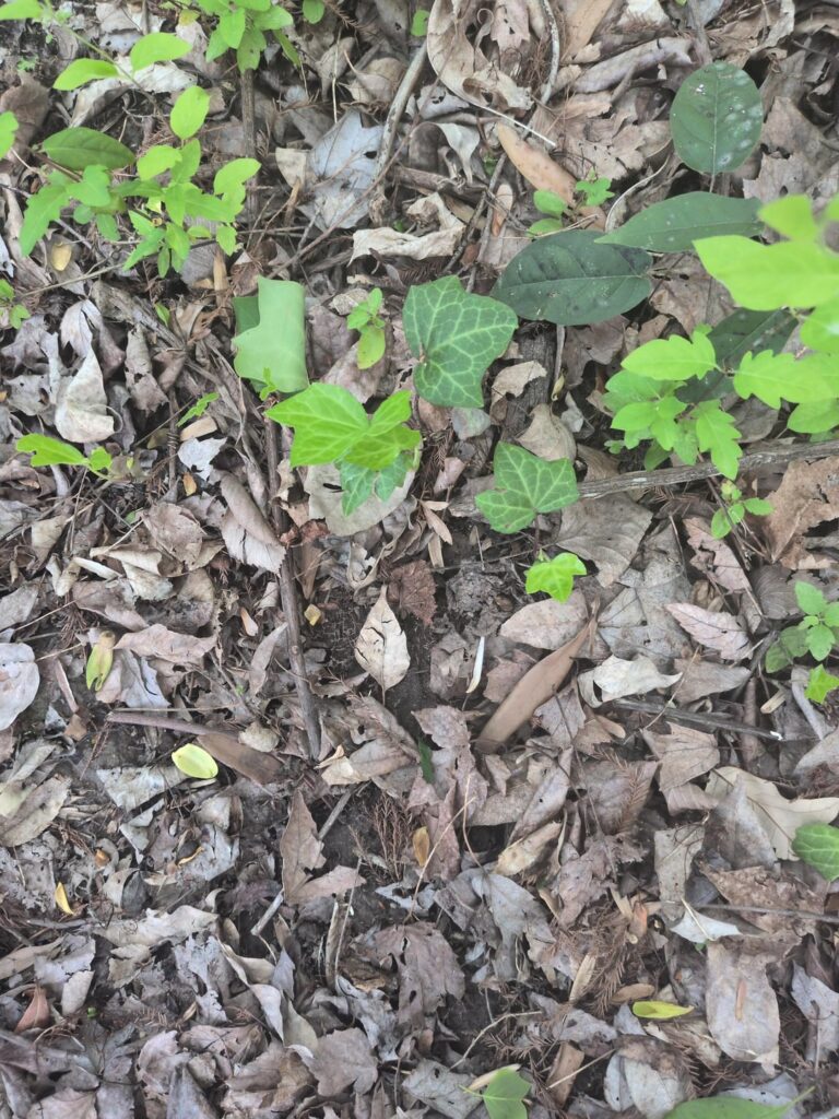 iNaturalist said this was yellow passion flower(Passiflora lutea) but wasnt sure because of the varigation on the leaves (Eastern NC, USA)
