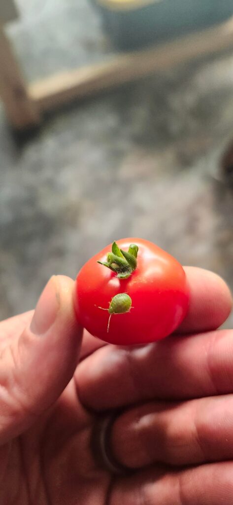 Bug found on tomatoes