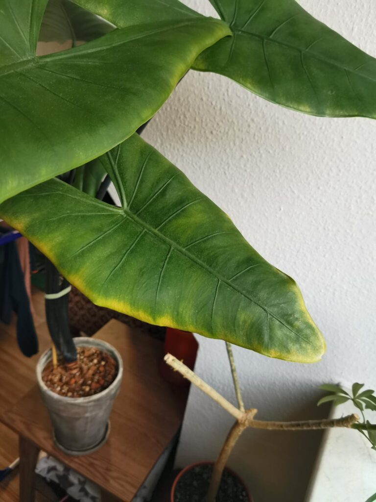What is this alocasia missing?