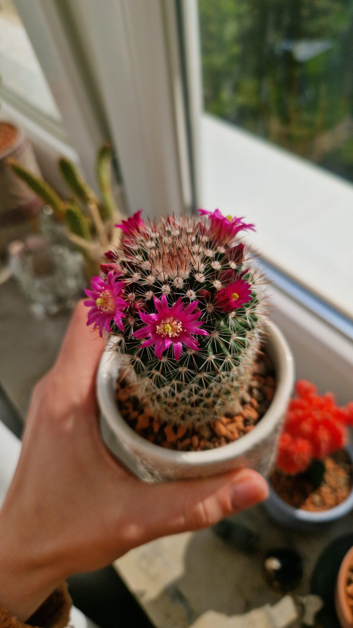 My girlypop is blooming