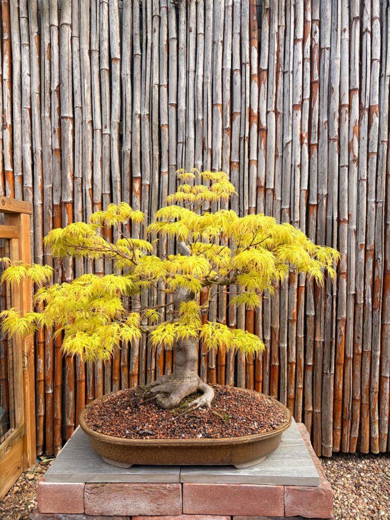 Another one of my Maples