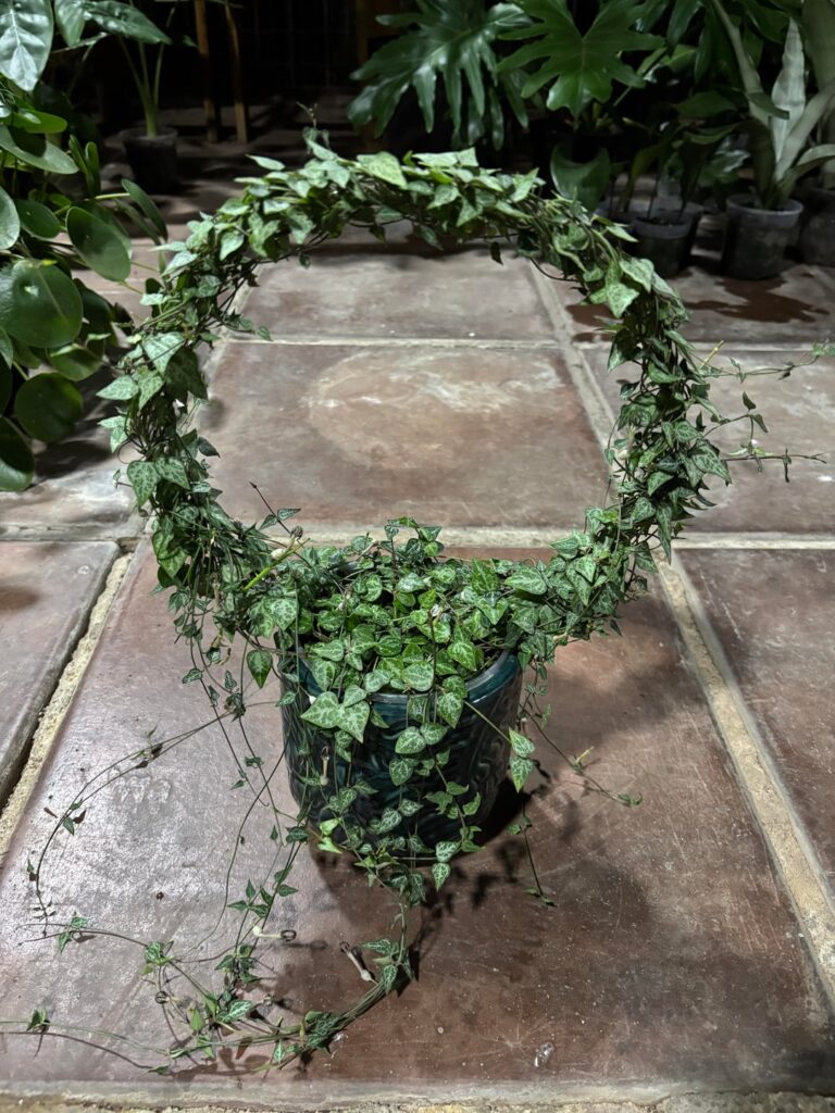 Update: String of Arrows on Trellis🌱 + Seed Pod