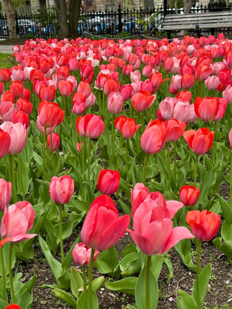 Tulip Galore