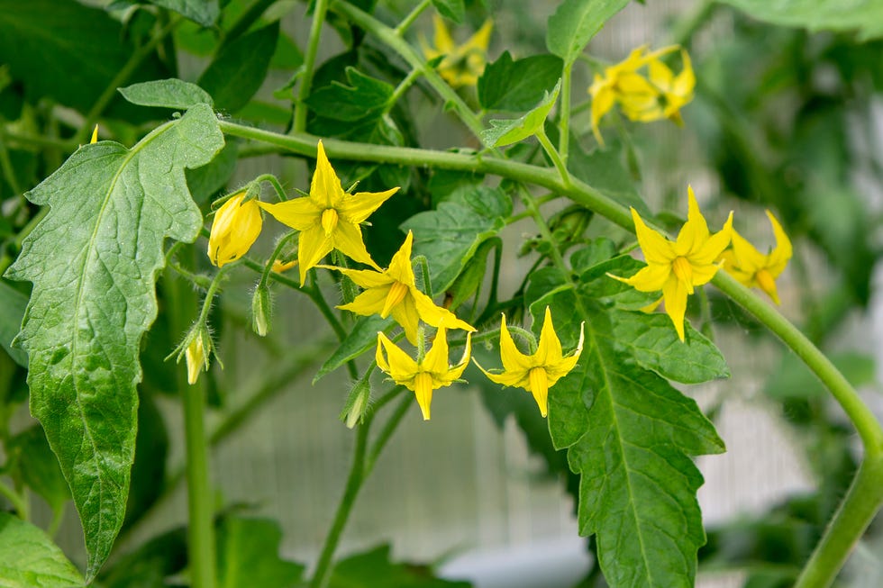 Tomato blossom tomato blossom