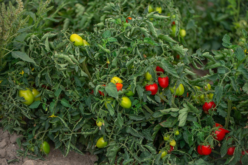 Tomato plant field tomato plant field