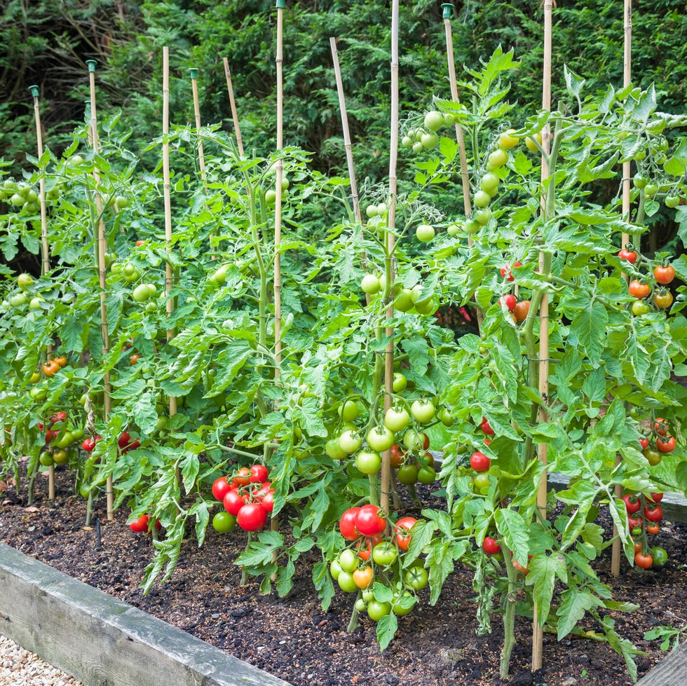 tomato plants with ripe tomatoes growing outdoors in england uk