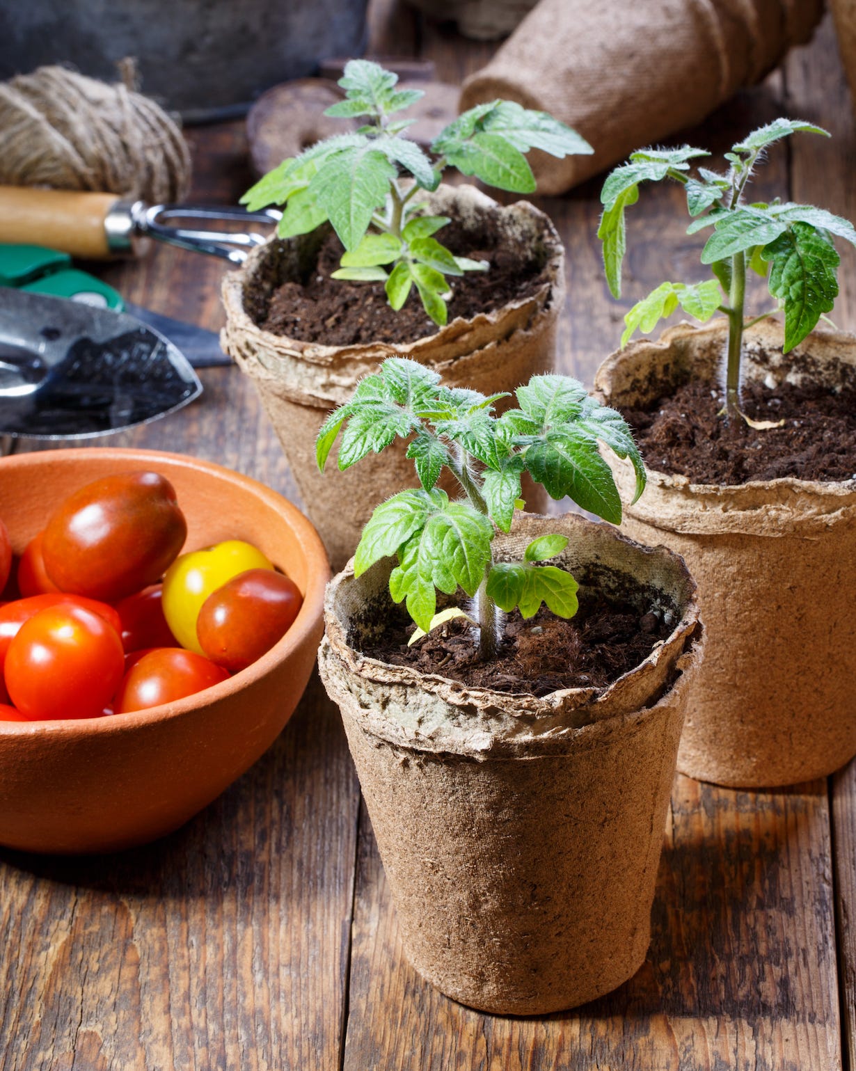 young tomato seedling sprouts in the peat pots gardening concept