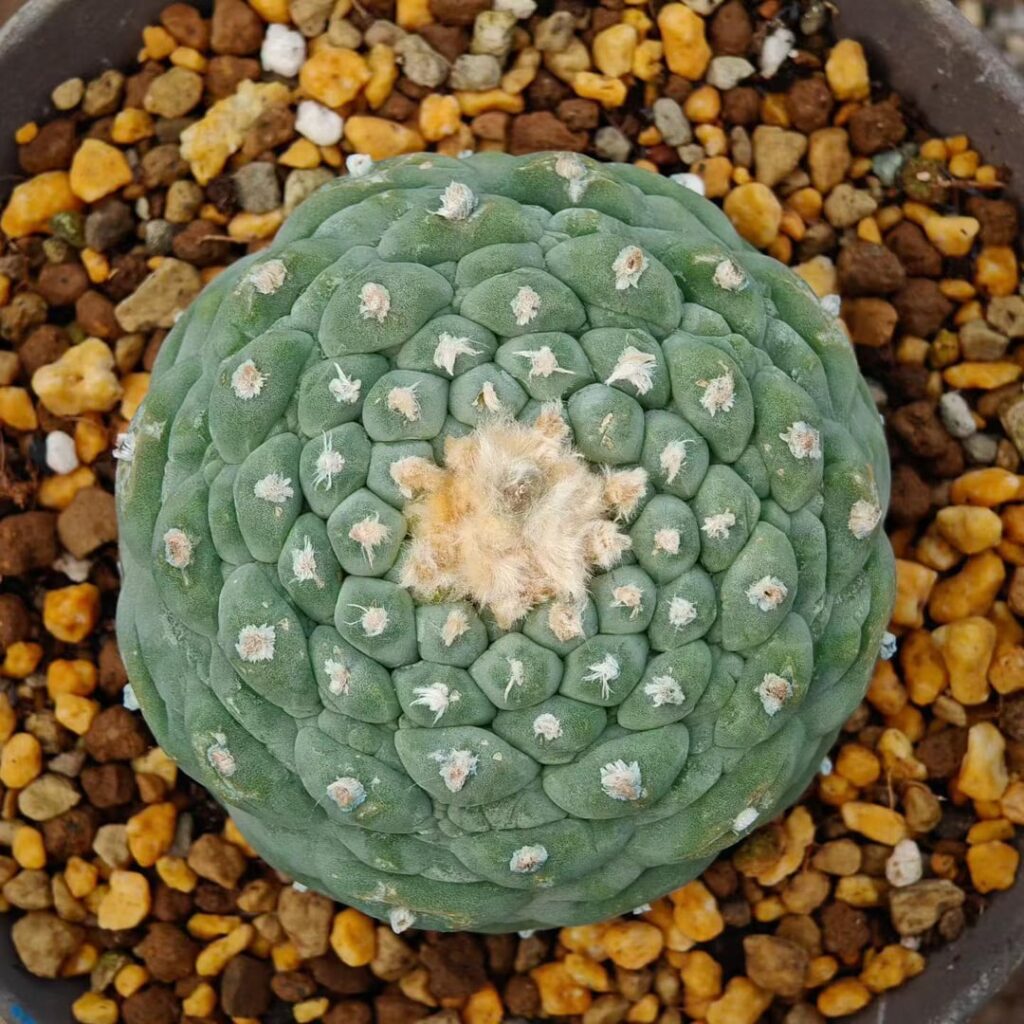 fricii, Perfectly Spherical