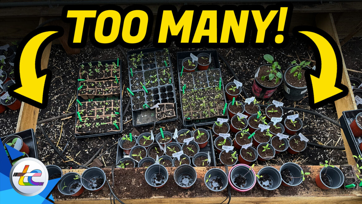 Transport Evolved Chicken and Garden Update: Nikki's Going To Have To Give Some Of These Away!