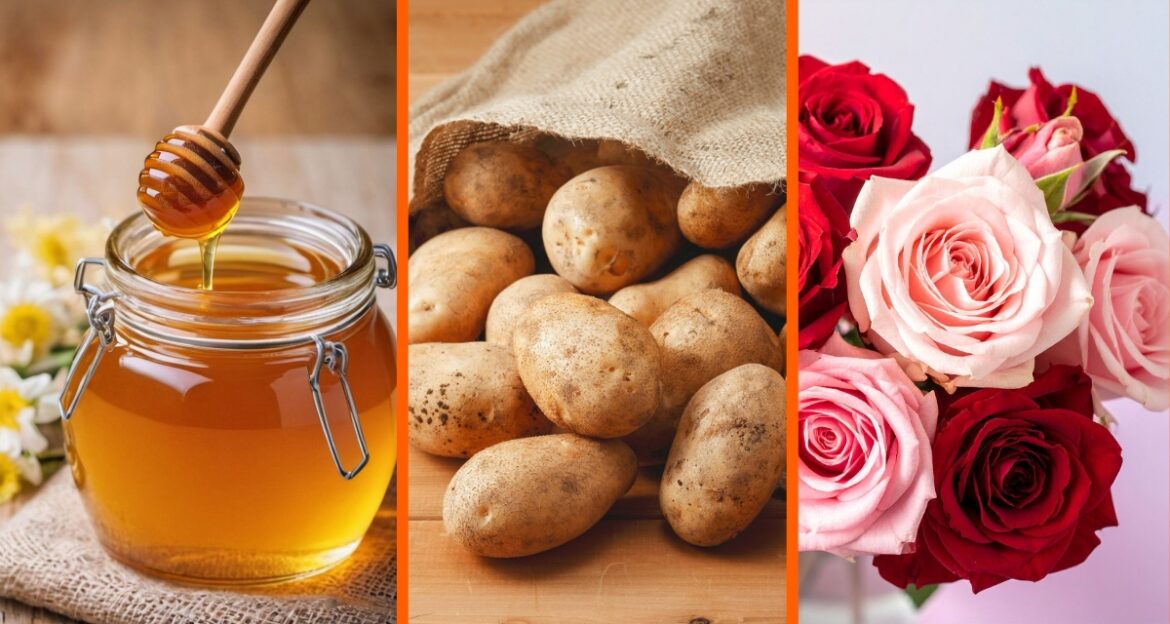 Man dips a rose into honey and a potato and it goes superbloom honey, potatoes, roses, gardening hacks, flowers