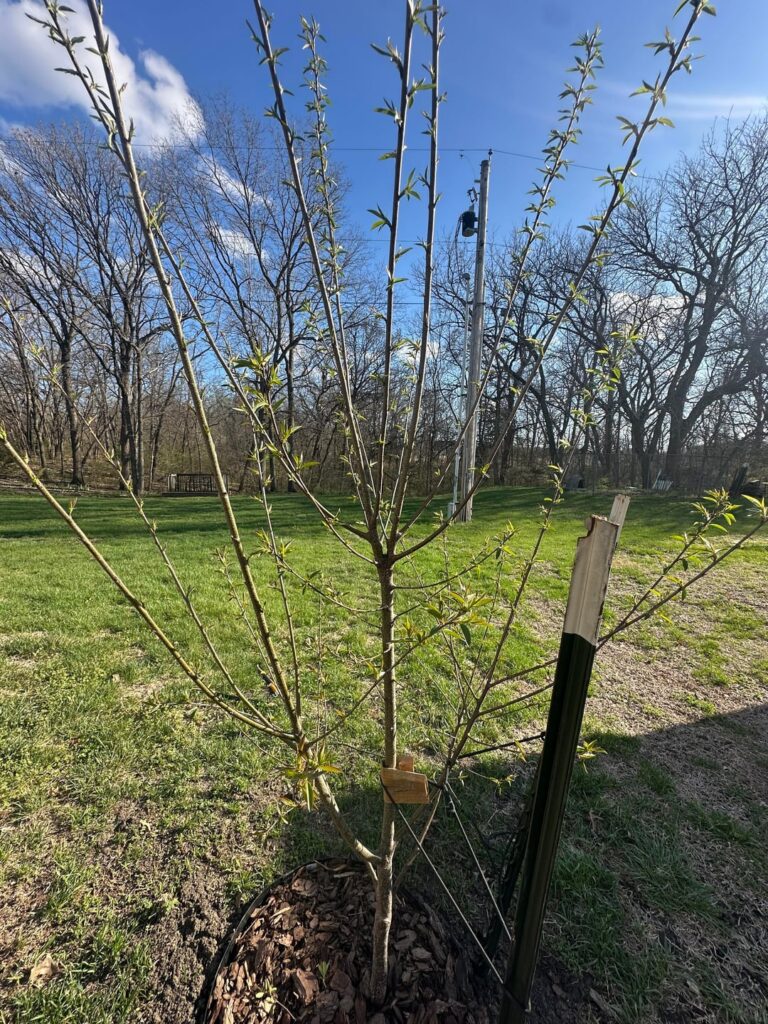 3 year Old Black Cherry Pruning Help