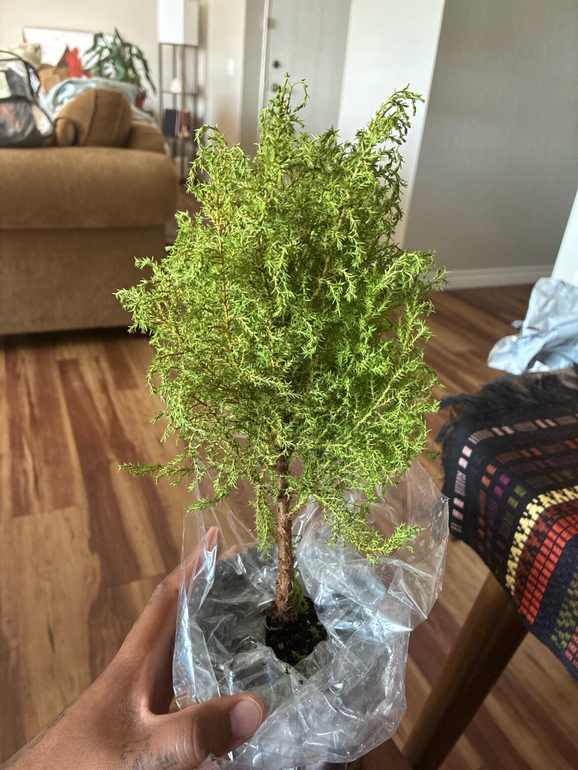 Cypress?