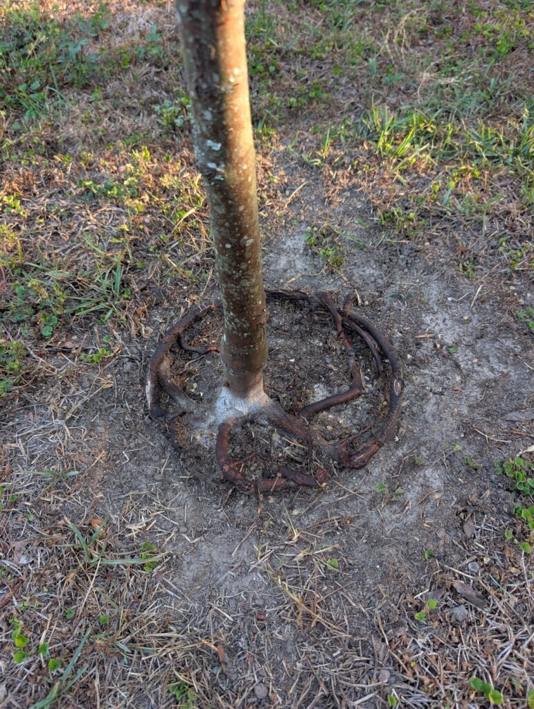 Girdling roots