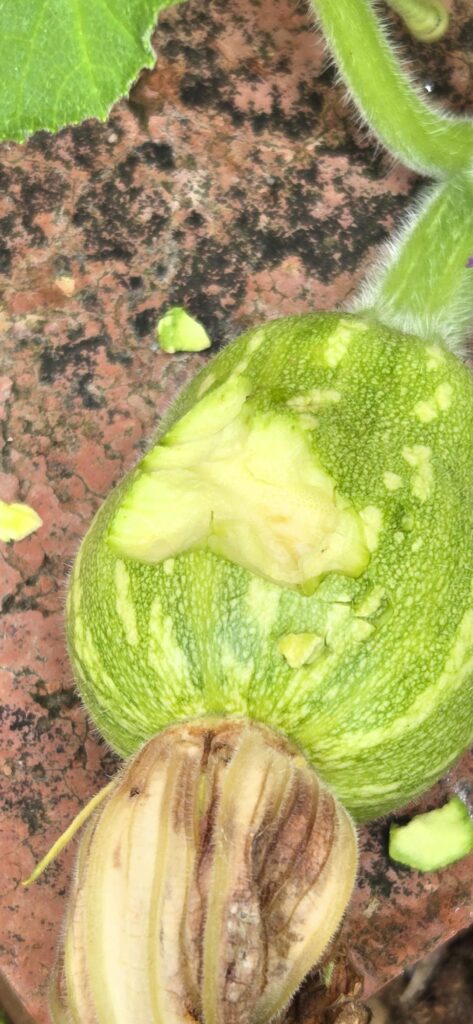 Animal bite on my squash/pumpkin?